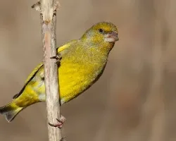Carduelis chloris