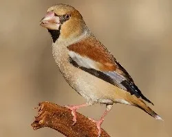 Coccothraustes coccothraustes