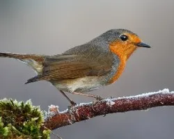 Erithacus rubecula