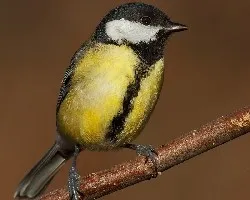 Parus major