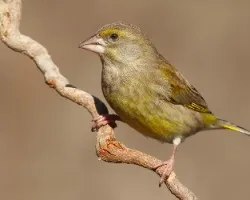 Carduelis chloris