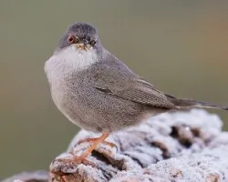 Sylvia melanocephala