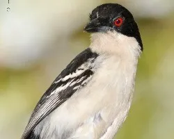 Taraba major