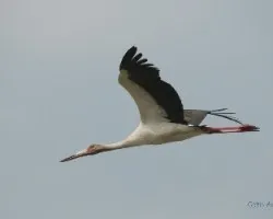 Ciconia maguari