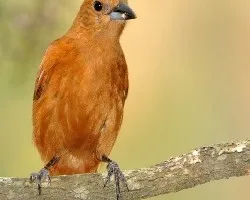 Tachyphonus rufus