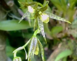 Orquidea brasia miniatura