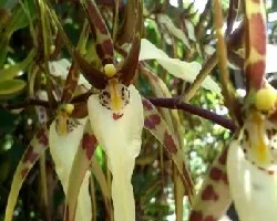 Brassia sp