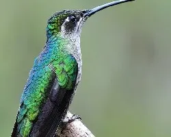 Eugenes fulgens