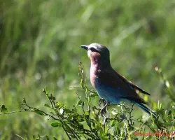 Merops apiaster