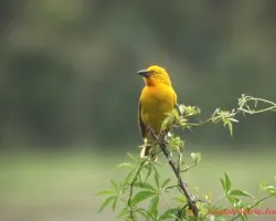 Vidua macroura