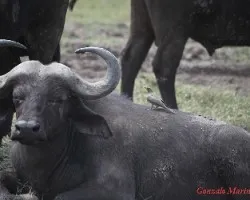 Syncerus caffer