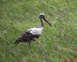 Ciconia ciconia