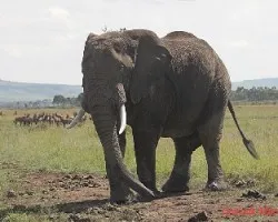 Loxodonta africana