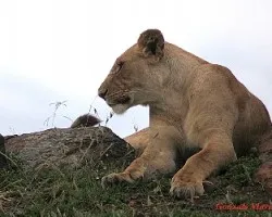 Panthera leo
