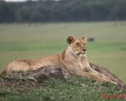 Panthera leo