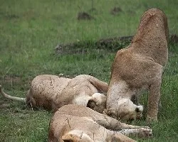 Panthera leo