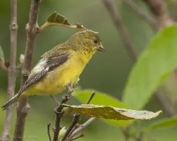 Spinus psaltria