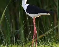 Himantopus himantopus