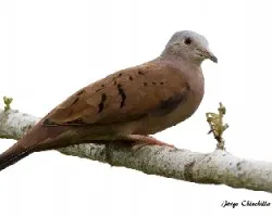 Columbina talpacoti