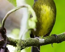 Arremon crassirostris