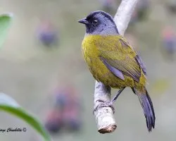 Pezopetes capitalis