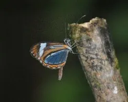 Mariposa ithomiinae.