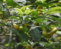 Stemmadenia litoralis