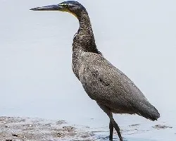 Tigrisoma mexicanum