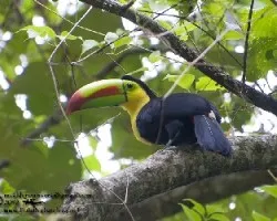 Ramphastos sulfuratus