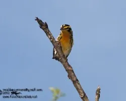 Setophaga fusca