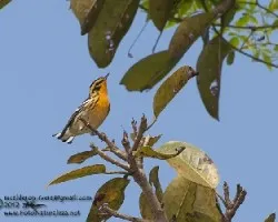 Setophaga fusca
