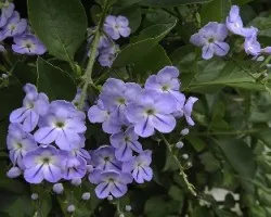 Duranta erecta