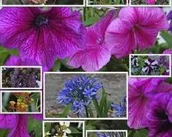 Collage de flores