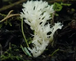 Clavulina