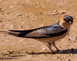 Cecropis daurica