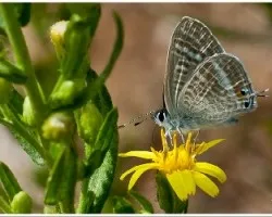 Lampides boeticus