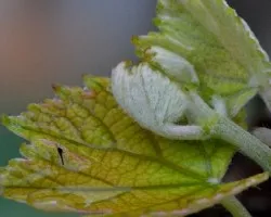 Vitis vinifera