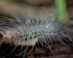 Larva