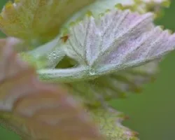 Vitis vinifera
