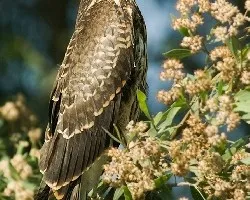 Rostrhamus sociabilis