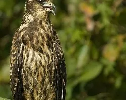 Rostrhamus sociabilis