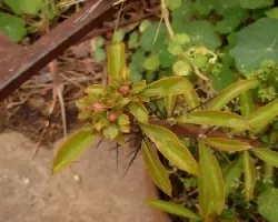 Pereskia sacharosa