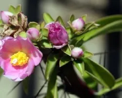 Pereskia sacharosa
