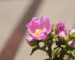 Pereskia sacharosa