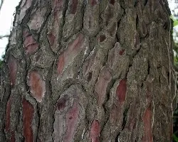 Pinus picea