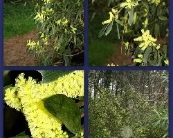 Acacia longifolia