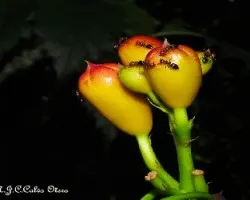 Campsis grandiflora