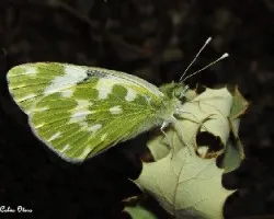 Anthocharis cardamines