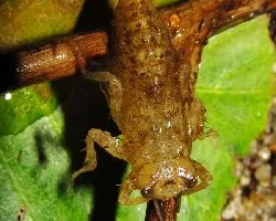 Larva de libélula