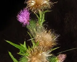 Cirsium vulgare